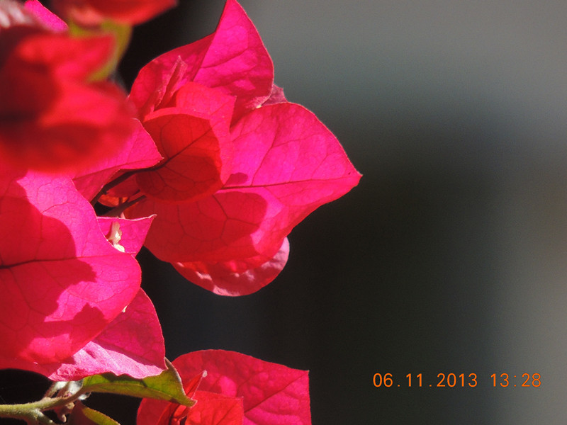 flower 077_.jpg