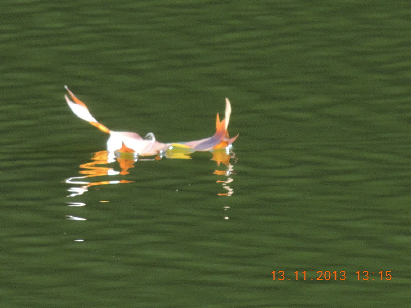 Golden gate park 937_.jpg