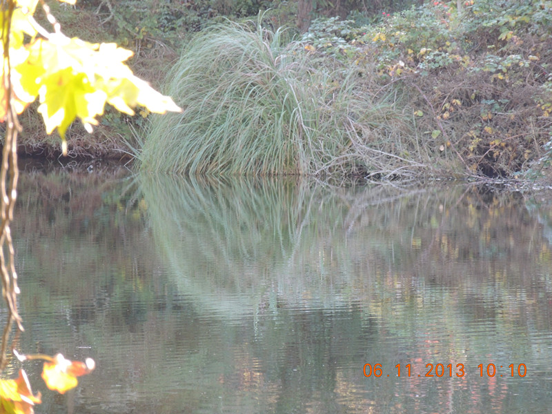 Golden gate park 773_.jpg