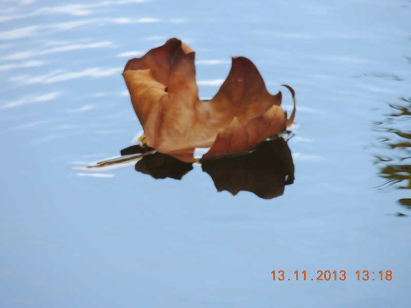 Golden gate park 952_.jpg