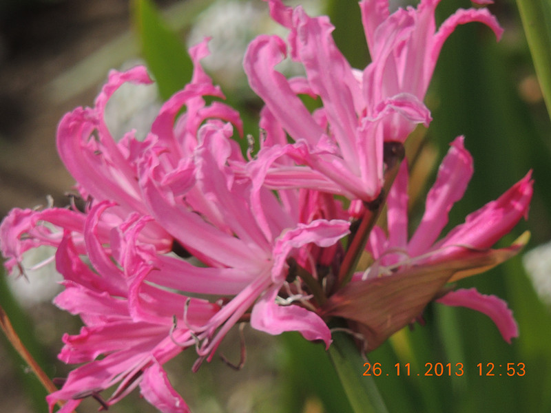 flower 031_.jpg