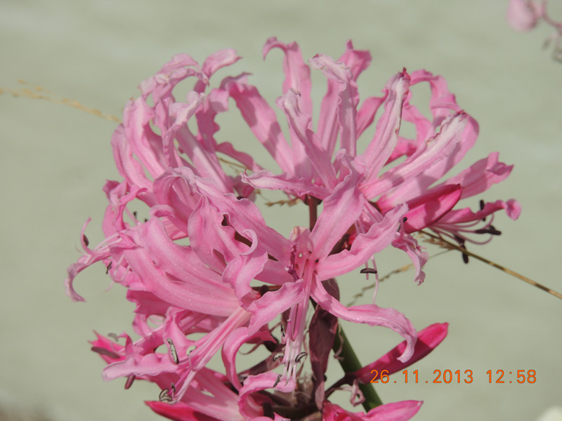 flower 059_.jpg