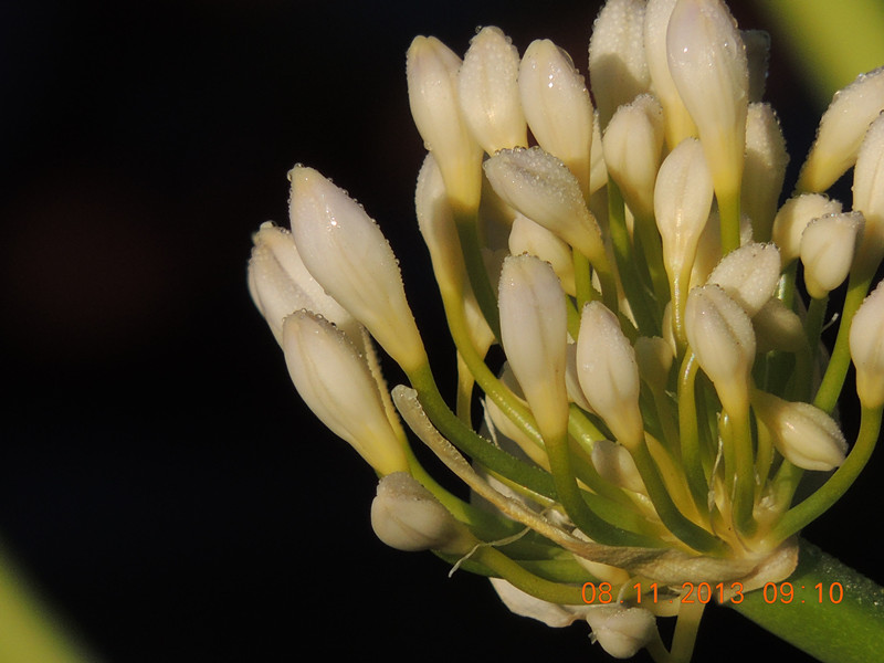 flower #2 012_.jpg