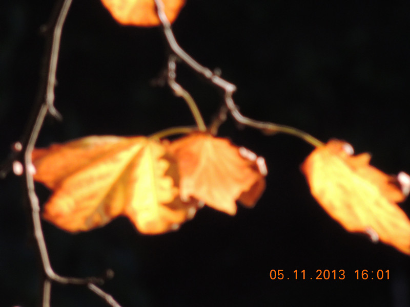 Golden gate park 751_.jpg