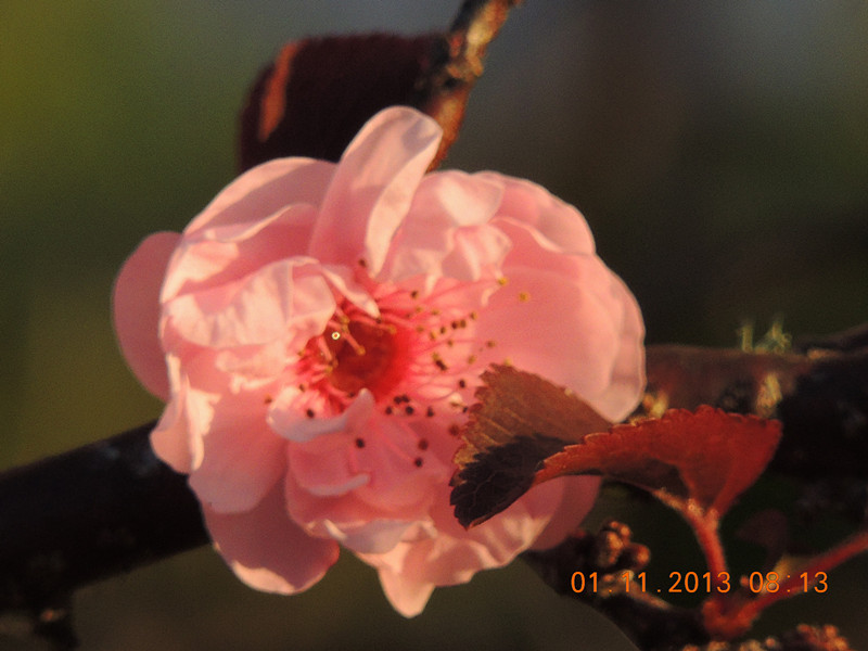 flower 1213_.jpg