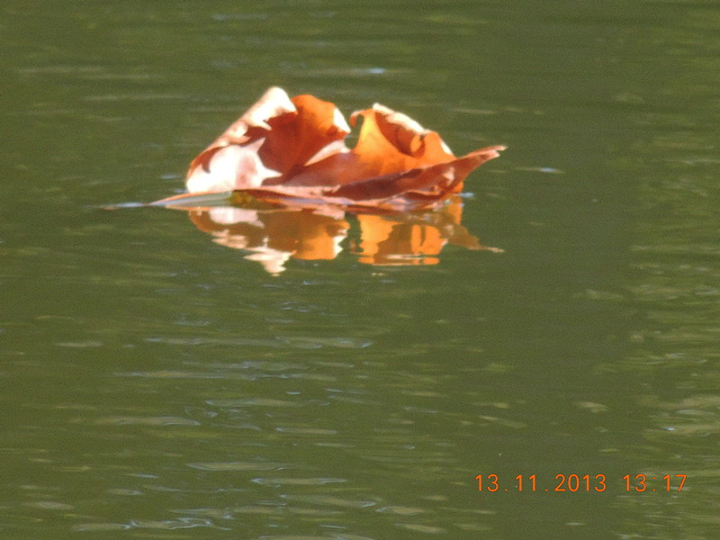 Golden gate park 944_.jpg