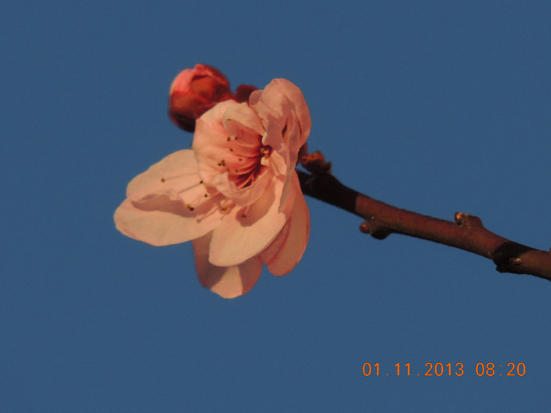 flower 1230_.jpg