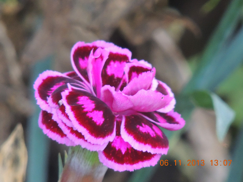 flower 002_.jpg