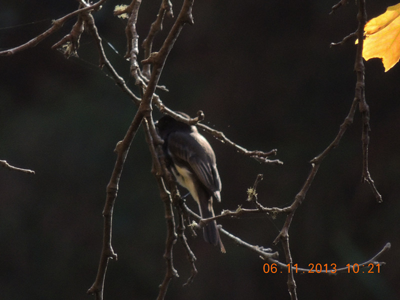 Golden gate park 810_.jpg