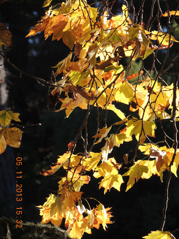 Golden gate park 679_.jpg