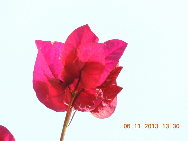 flower 089_.jpg