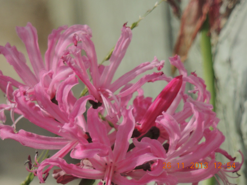 flower 035_.jpg