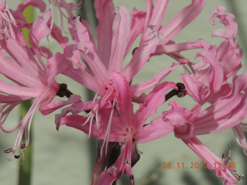 flower 046_.jpg