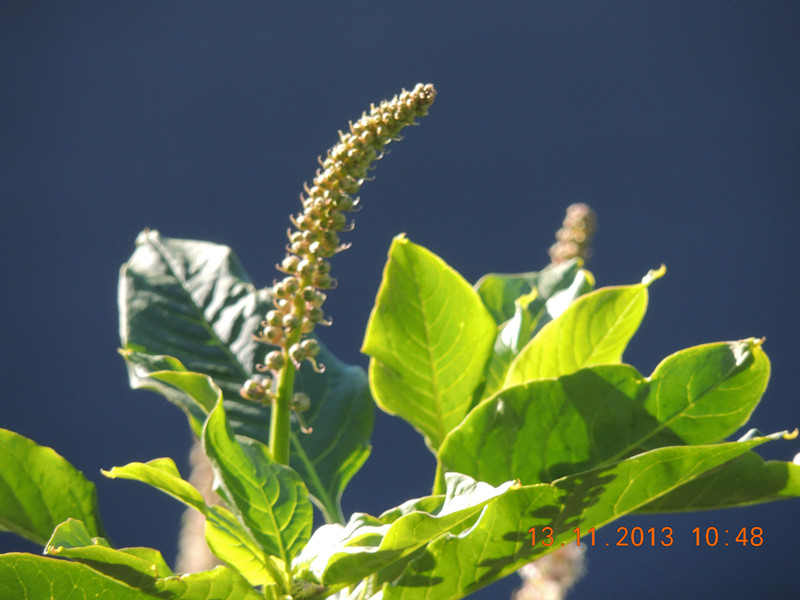 flower #2 262_.jpg