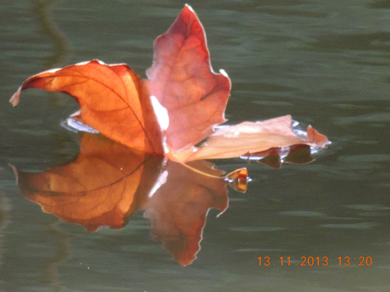 Golden gate park 964_.jpg