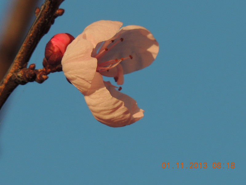 flower 1223_.jpg