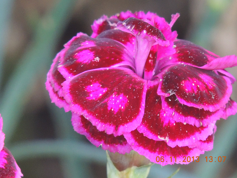 flower 005_.jpg