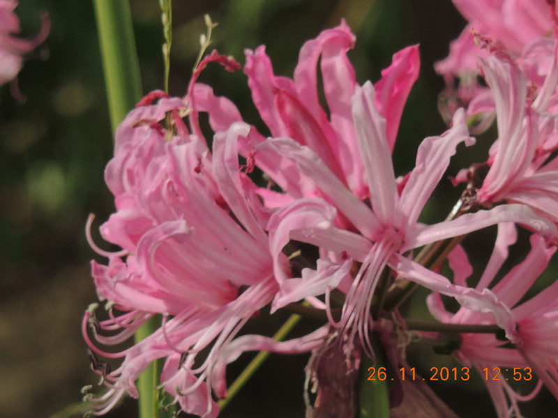 flower 033_.jpg