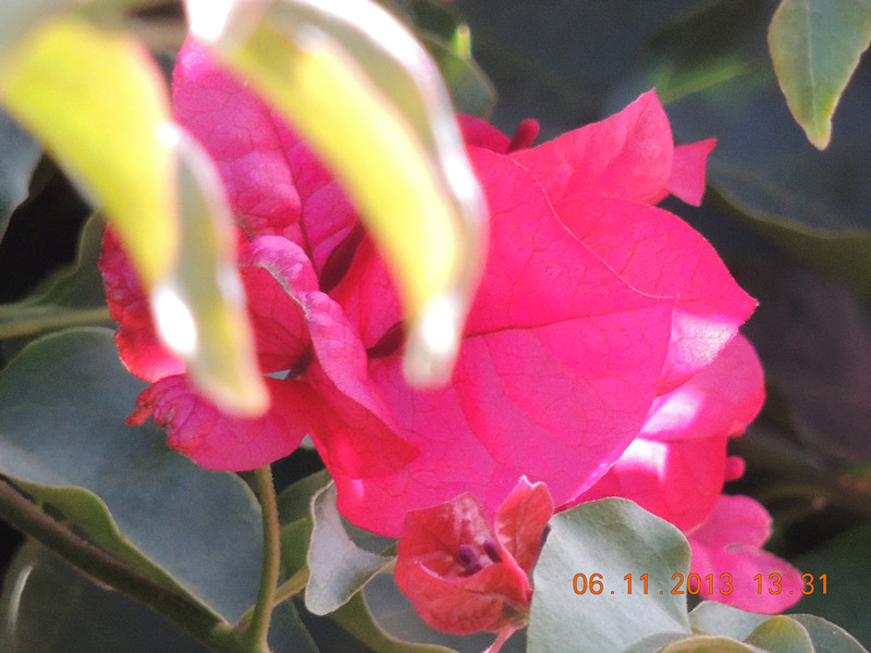 flower 094_.jpg