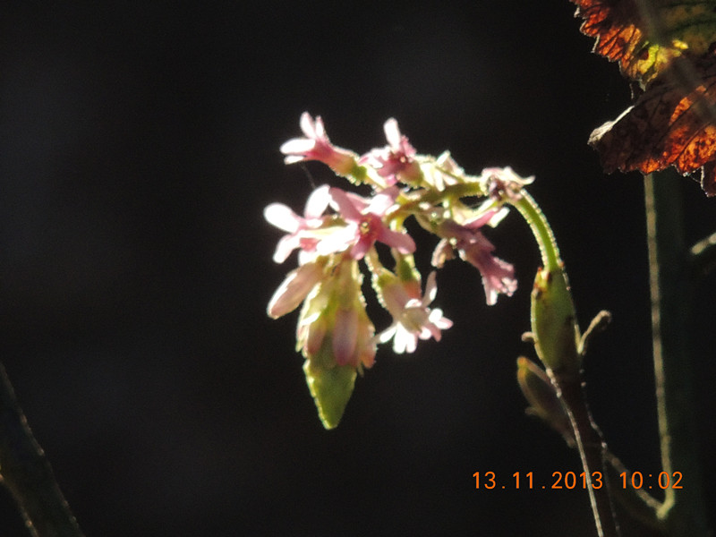 flower #2 197_.jpg