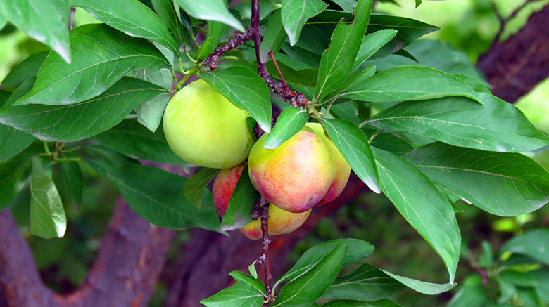 27420155_1500_.jpg