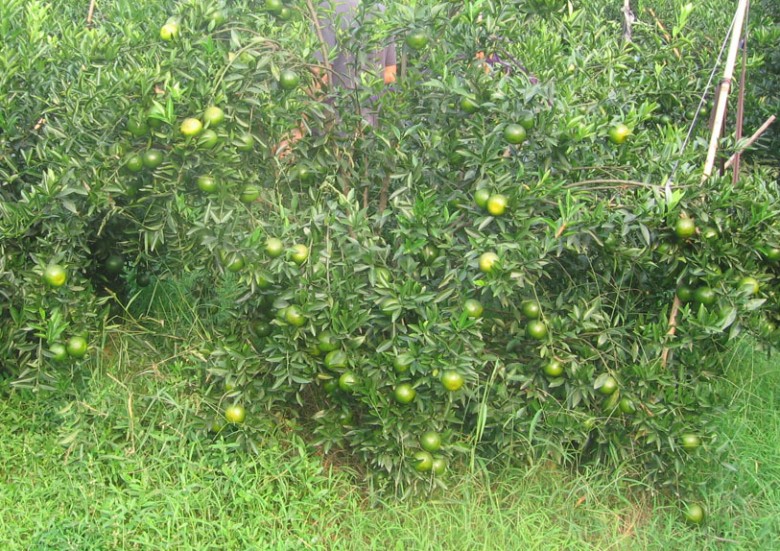 20091118192238_conew415.png