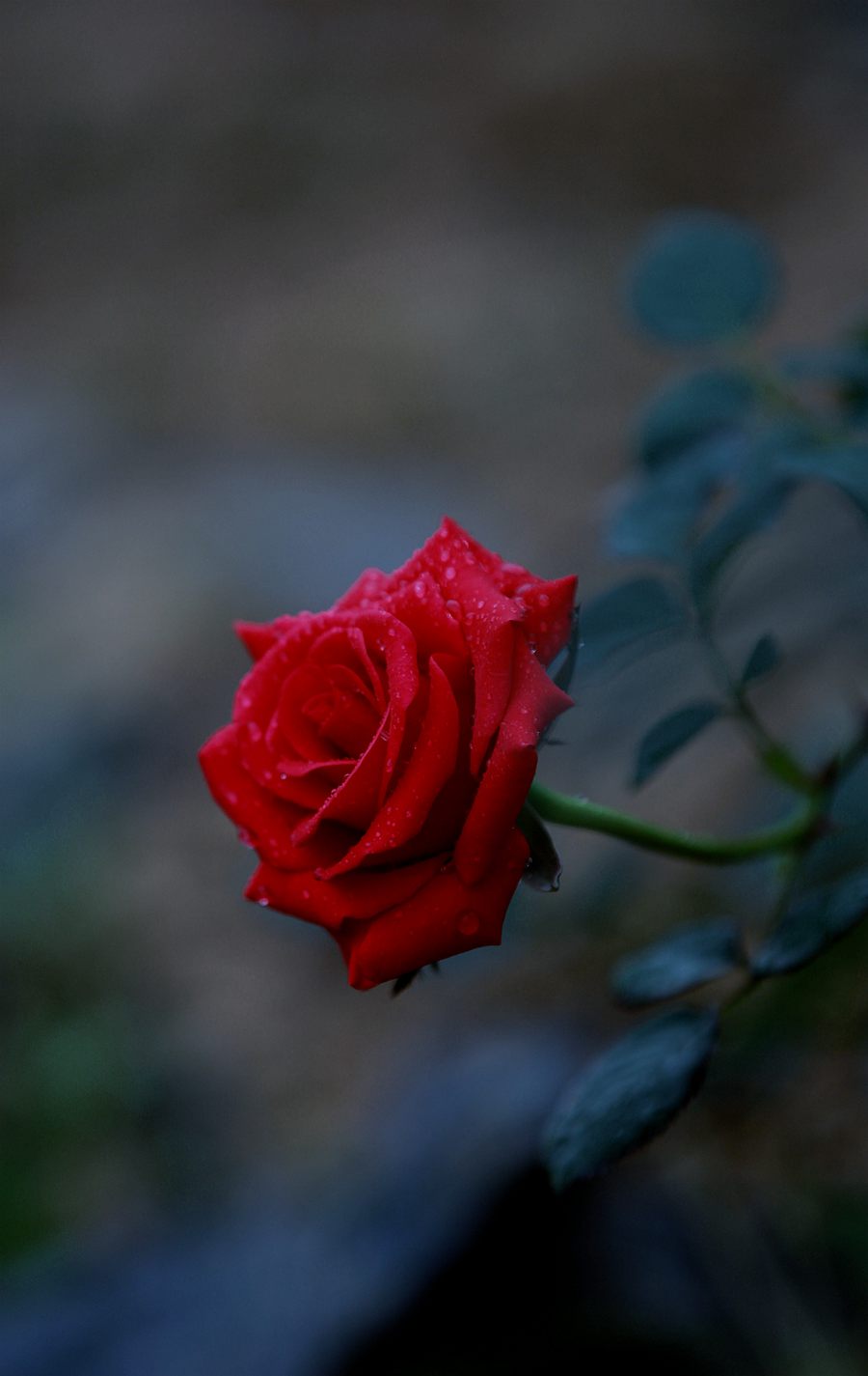 IMG_8007.JPG