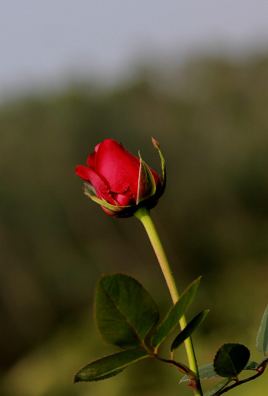 IMG_8455.JPG