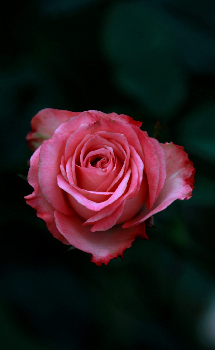 IMG_8082.JPG