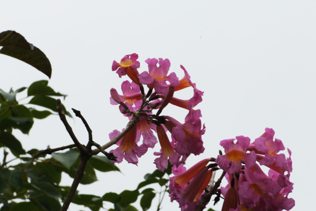_MG_08942013-10-20.JPG