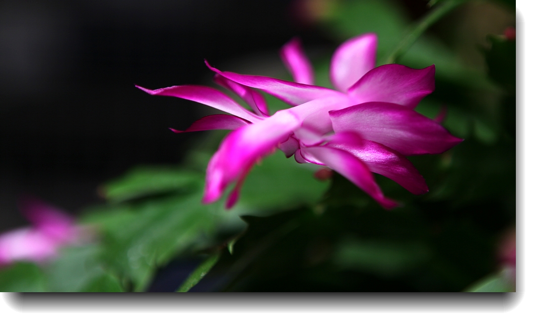 IMG_9864a.jpg