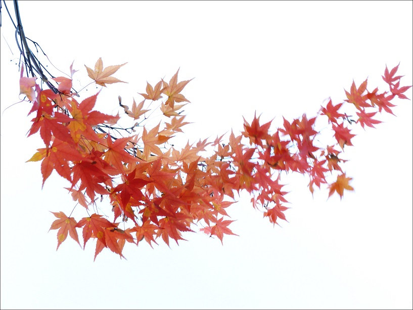 l1110114_conew1.jpg