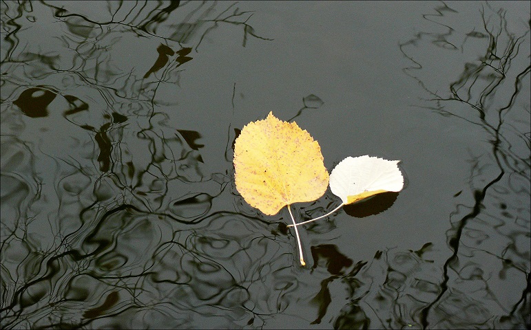 l1080595_conew1.jpg
