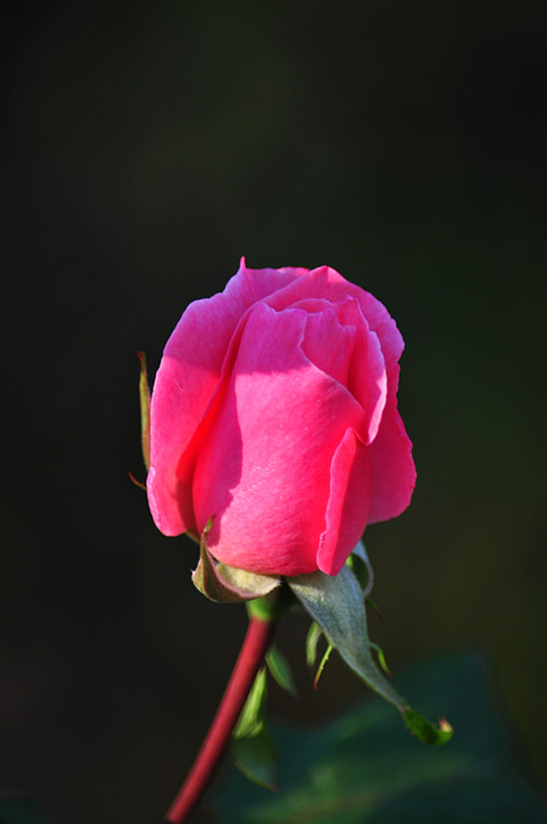 DSC_0854_����.jpg