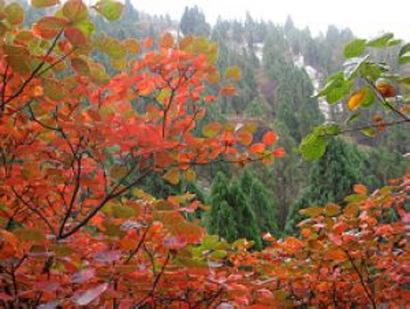 20091011073227435.jpg