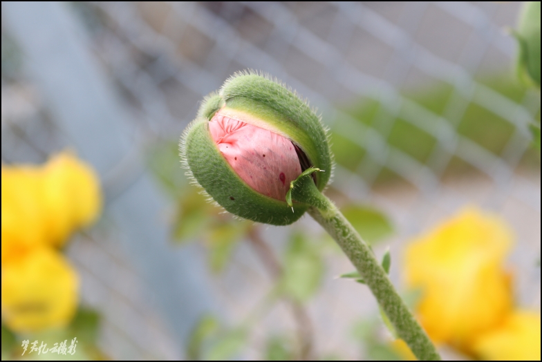 1Ƭ 088_conew1.jpg
