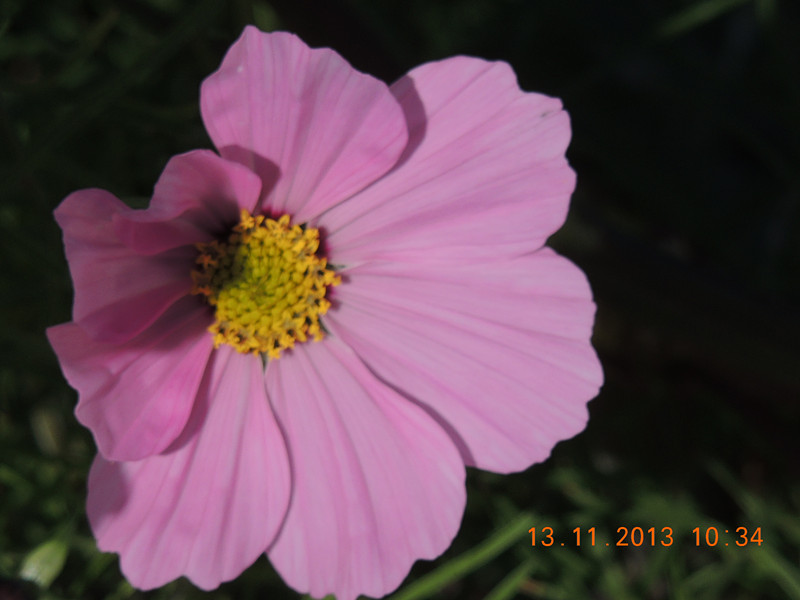 flower #2 241_.jpg