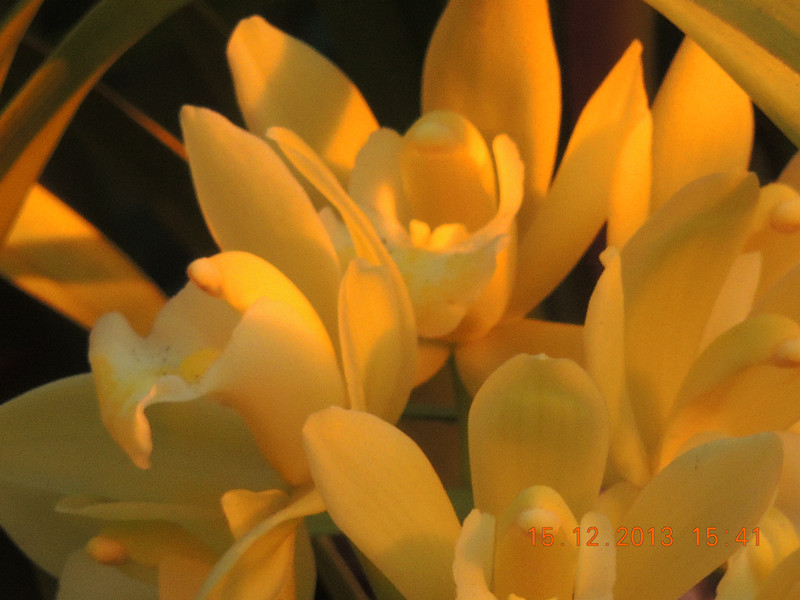 flower #2 480_.jpg
