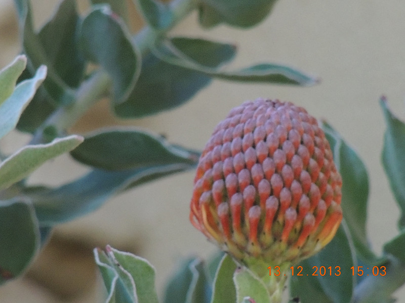flower #2 410_.jpg