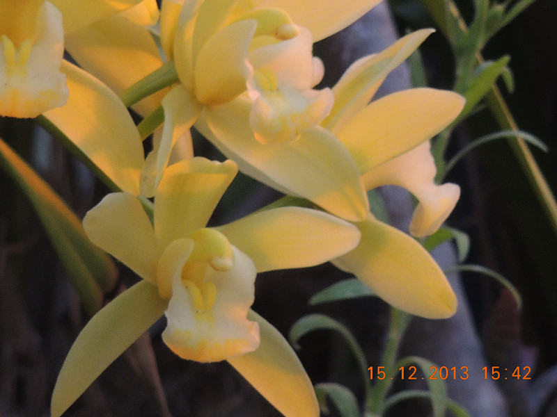 flower #2 481_.jpg