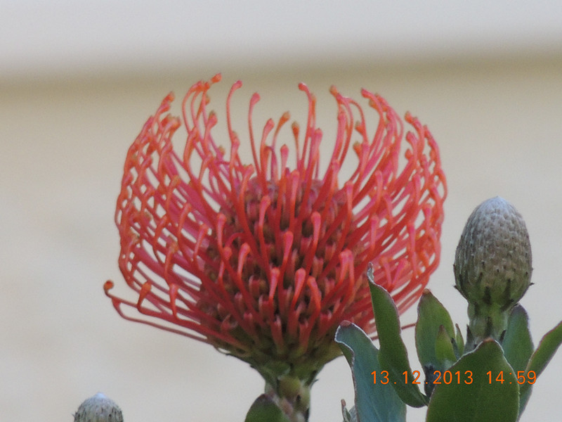 flower #2 384_.jpg