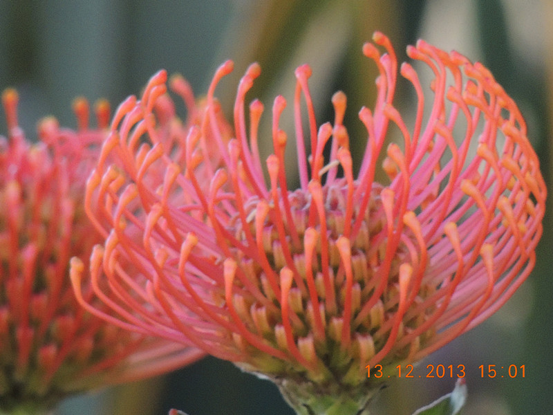 flower #2 396_.jpg