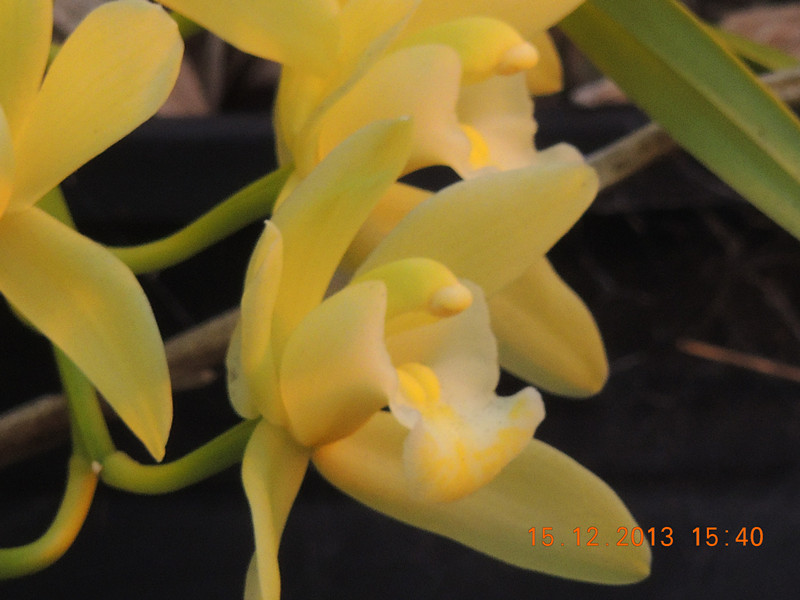 flower #2 474_.jpg