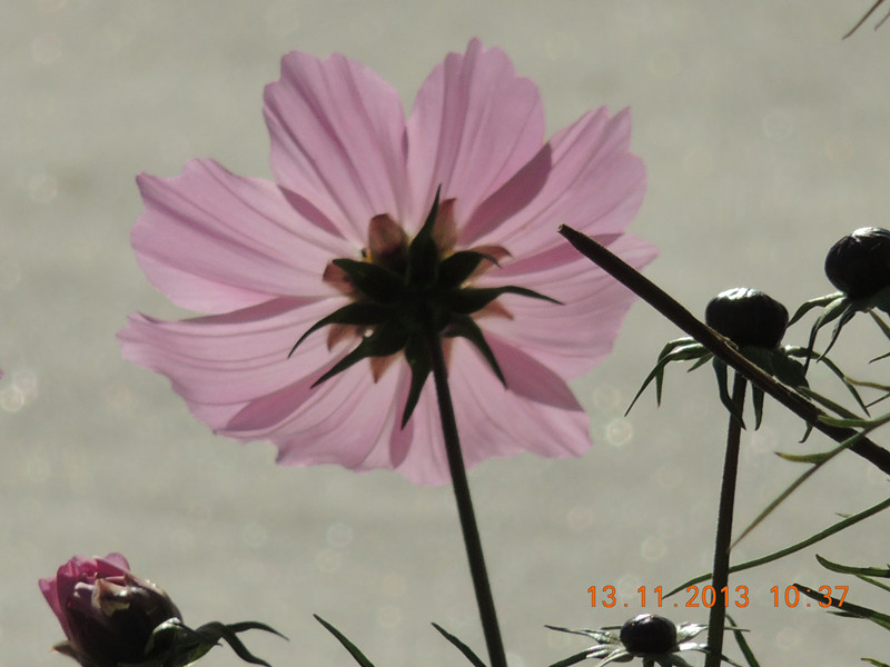 flower #2 251_.jpg