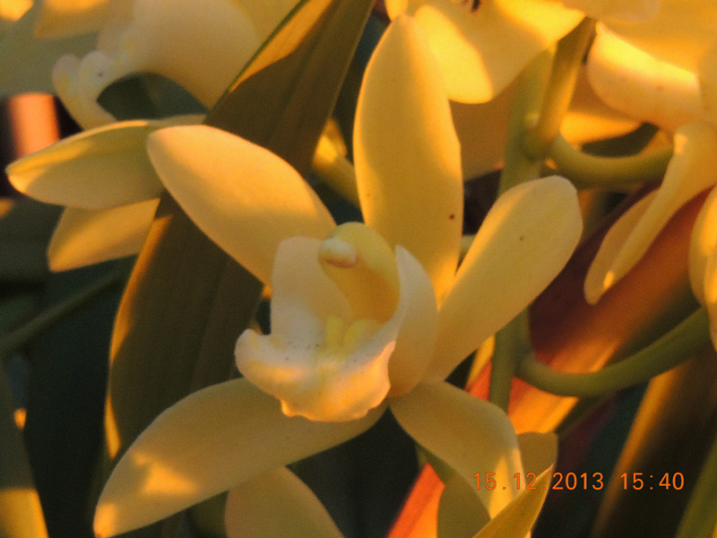 flower #2 470_.jpg