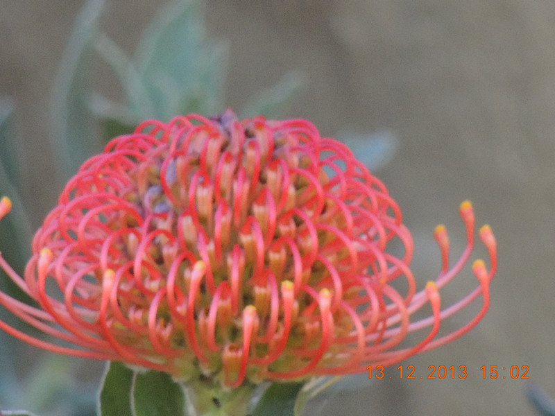 flower #2 401_.jpg