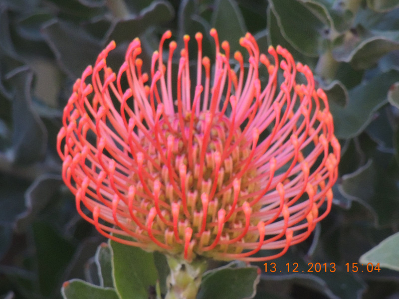 flower #2 423_.jpg