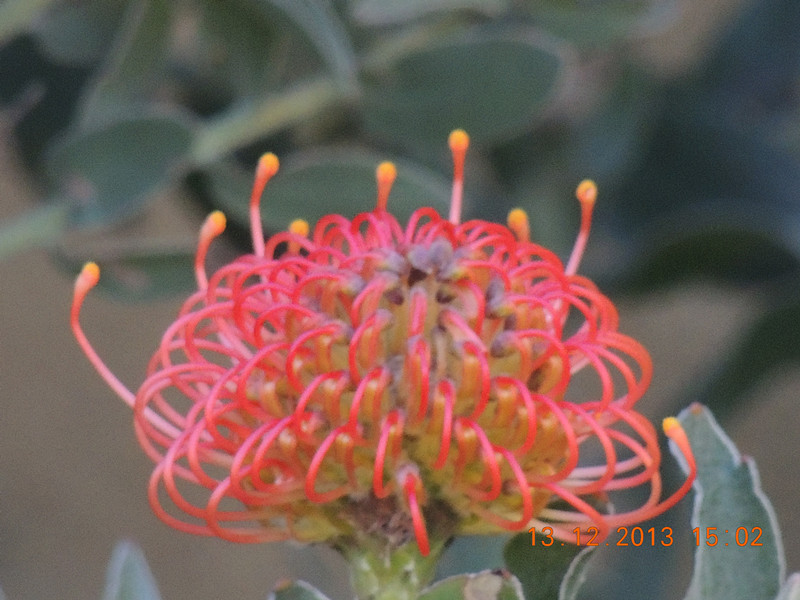 flower #2 404_.jpg