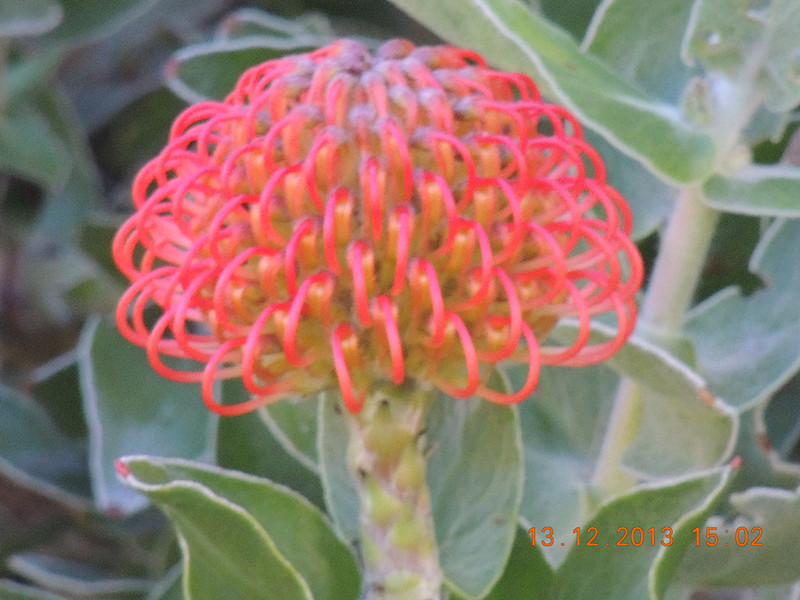 flower #2 407_.jpg