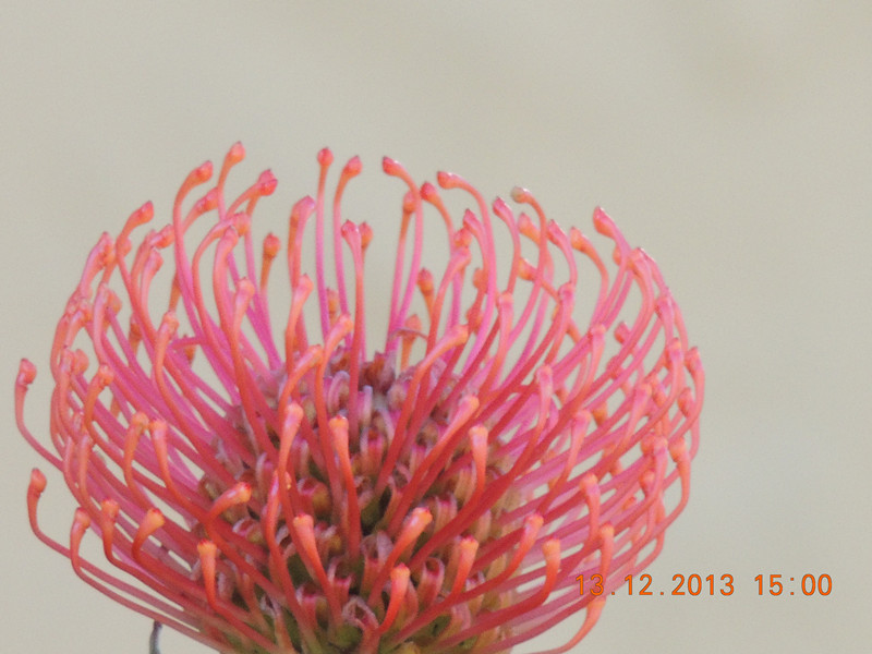 flower #2 394_.jpg